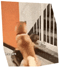 chien et chat qui jouent