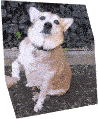 chien qui donne la patte