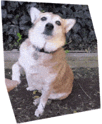 chien qui donne la patte