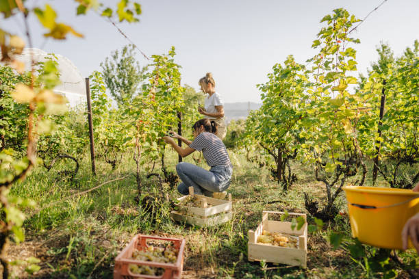 deux personnes qui cultivent un potager